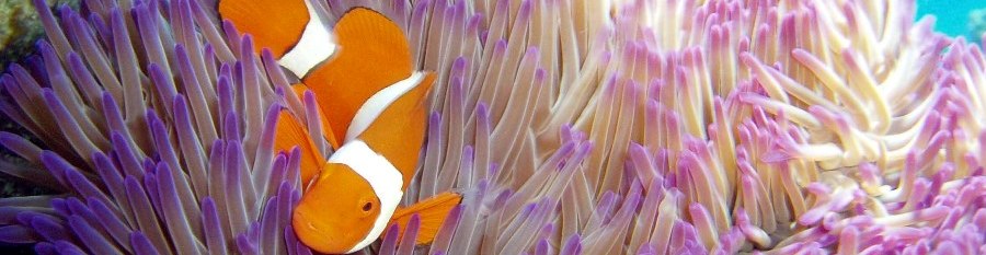 Clown fish on coral reef