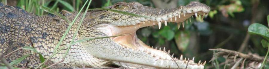 Crocodile on river bank