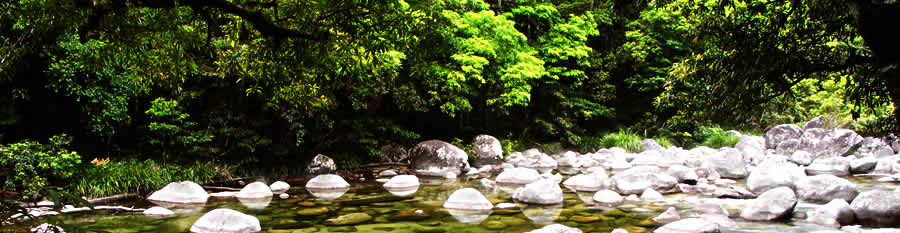 Rainforest creek bed